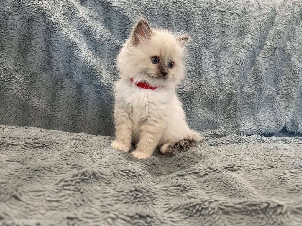 Rosie - Image 4