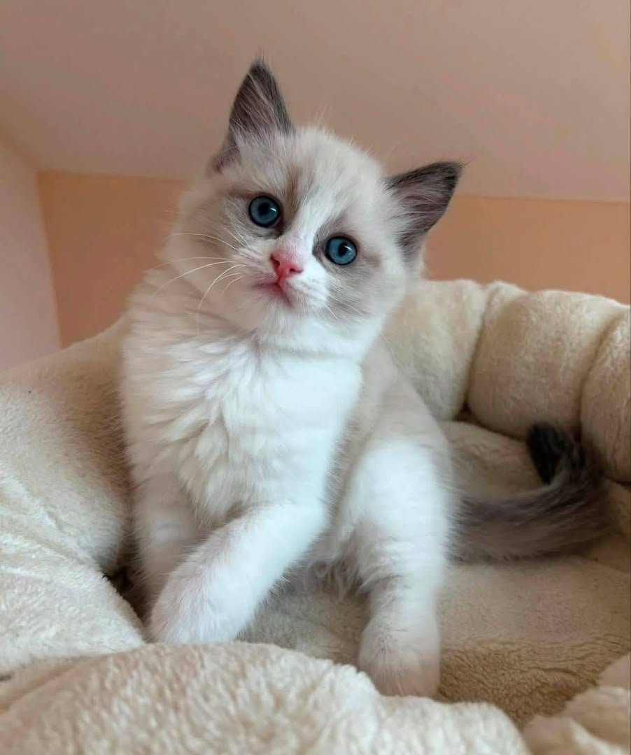 Bella - Image 4