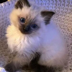 Oliver