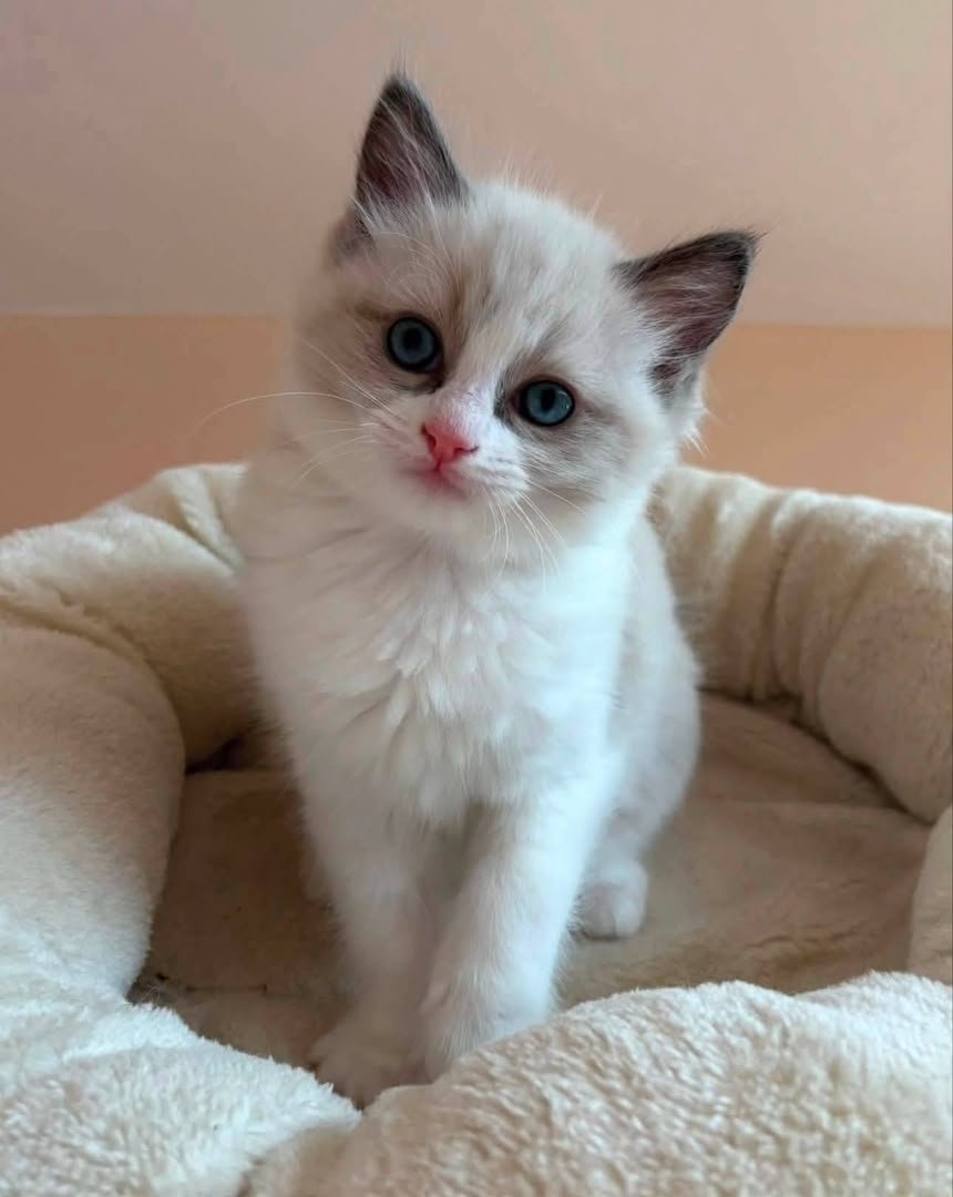 Bella