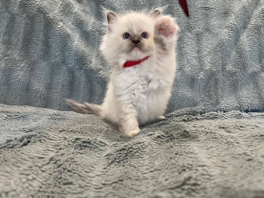 Rosie - Image 3