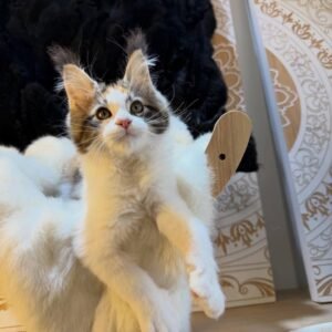 Luna