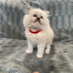 Rosie