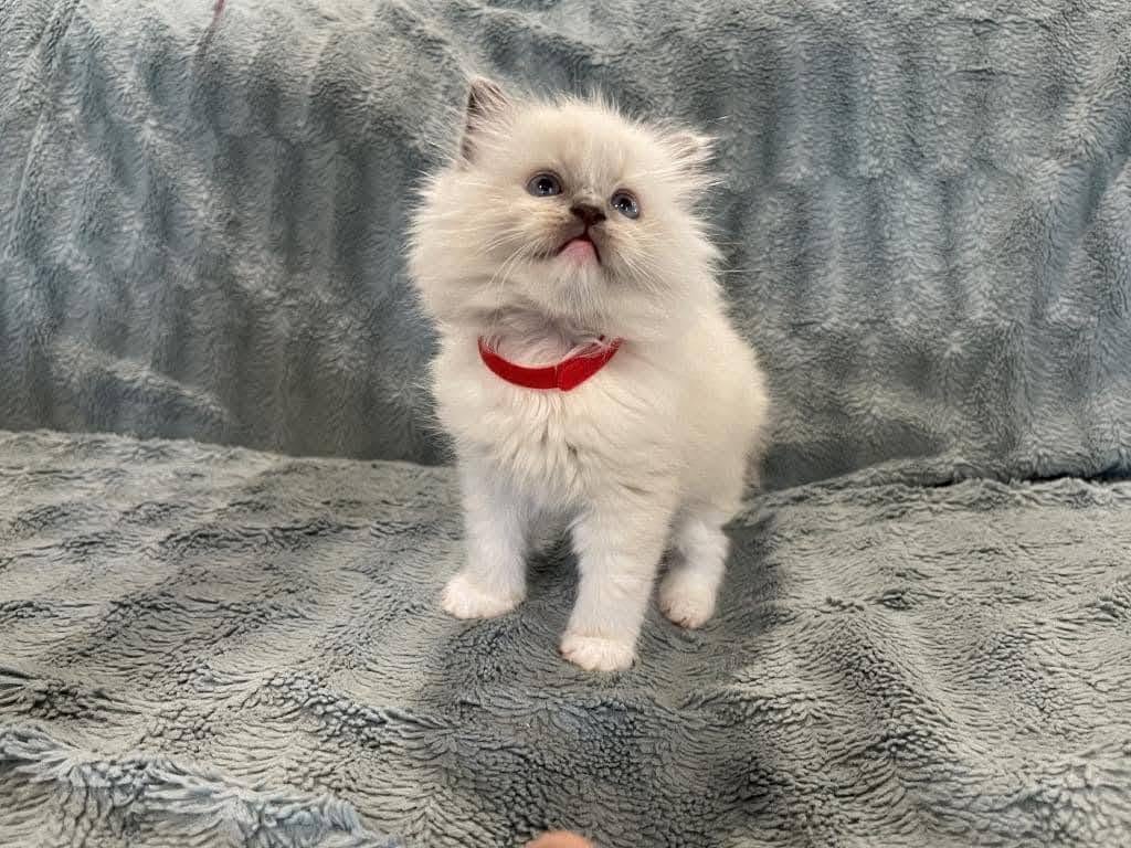 Rosie