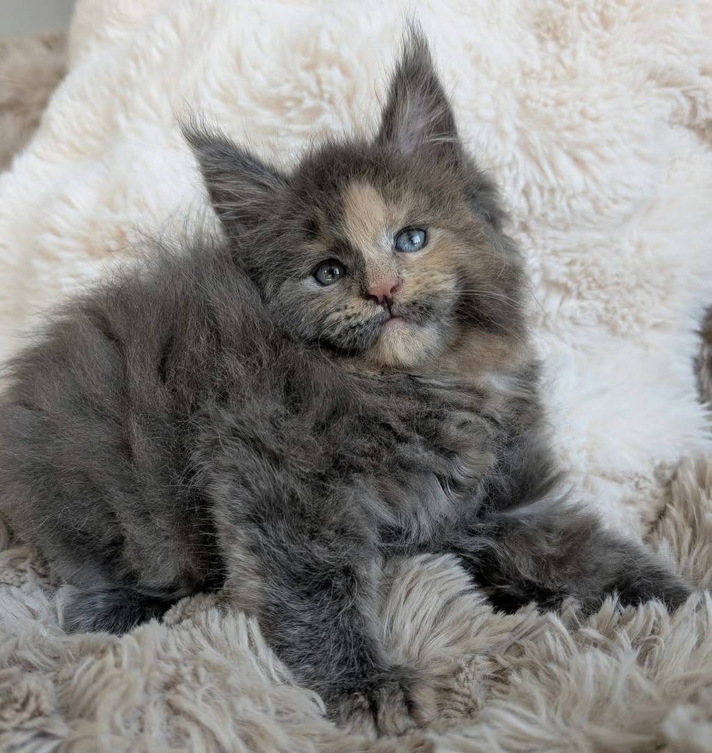 Freya